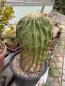 Preview: Ferocactus histrix